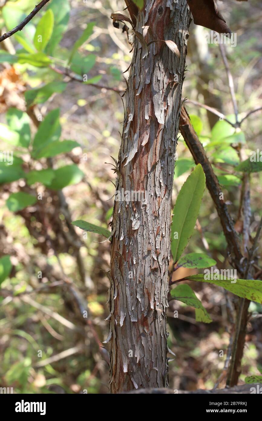 Arbutus unedo - plantes sauvages abattus à l'automne. Automne Banque D'Images