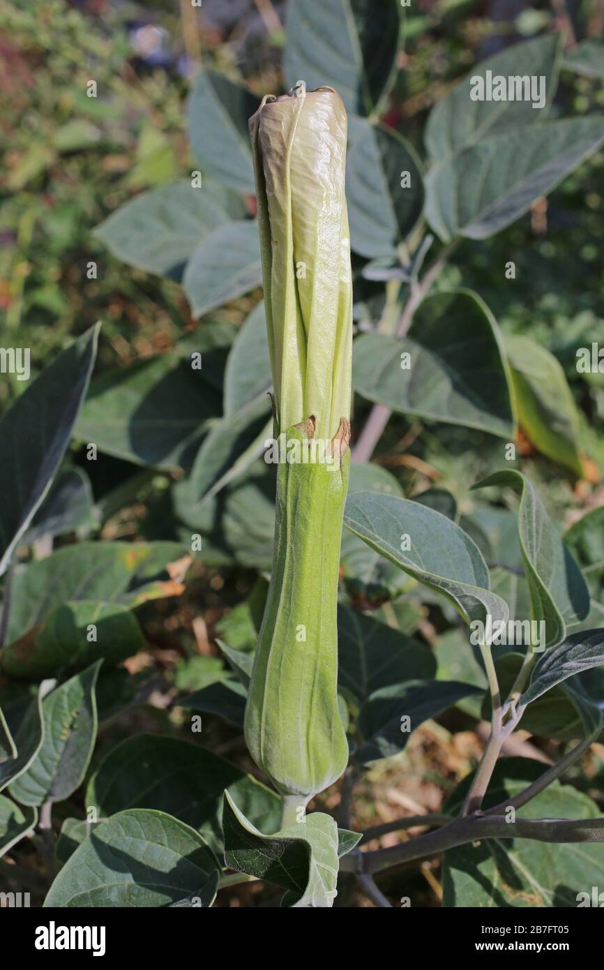 Datura innoxia - plantes sauvages abattus à l'automne. Automne Banque D'Images