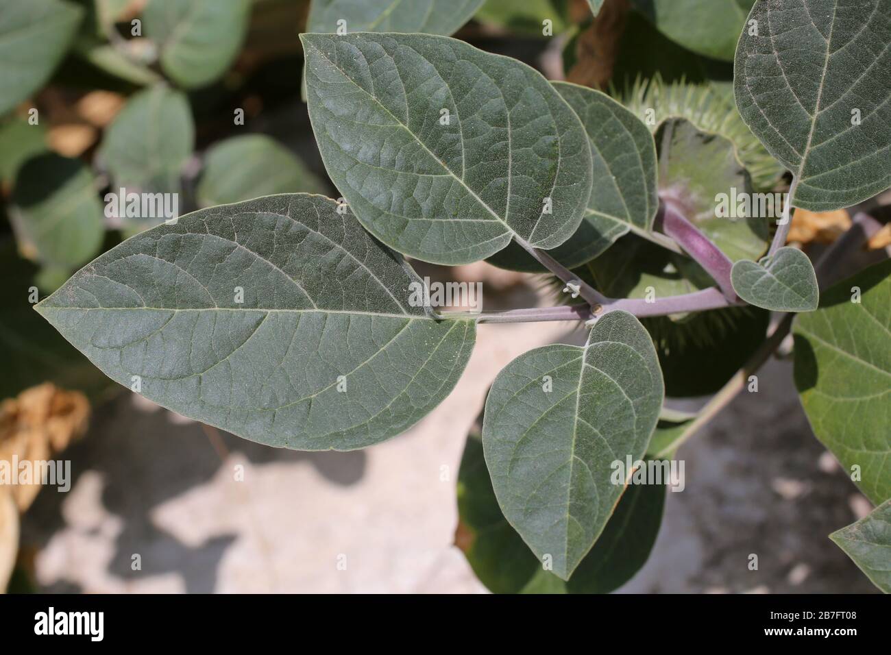 Datura innoxia - plantes sauvages abattus à l'automne. Automne Banque D'Images