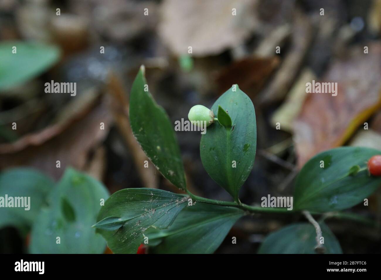 Ruscus hypoglossum - plantes sauvages abattus à l'automne. Automne Banque D'Images