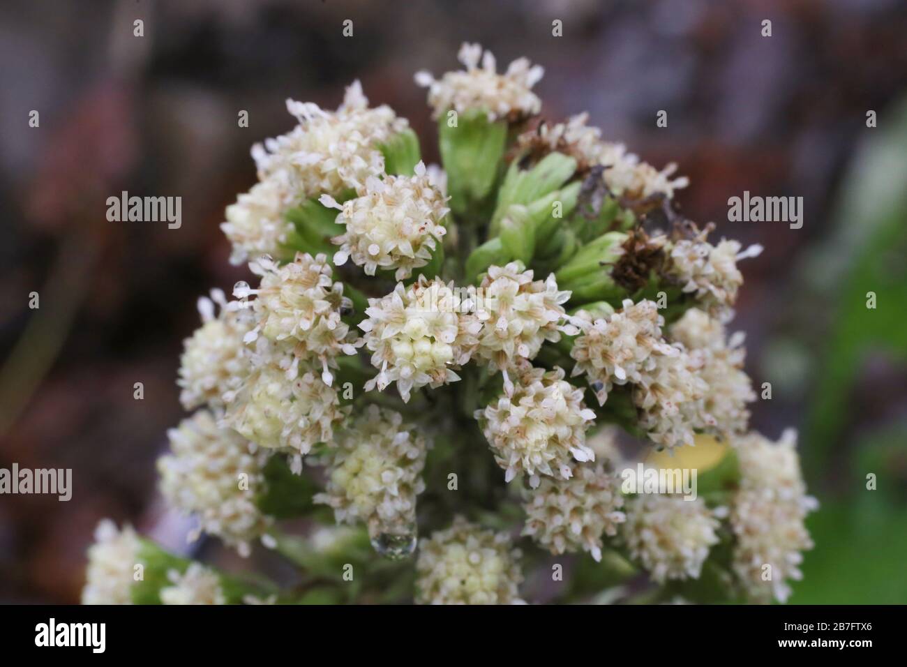 Petasites hybridus, Butterbur - plantes sauvages abattus à l'automne. Automne Banque D'Images