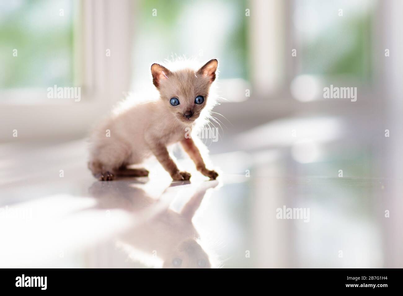 Chat De Bebe Chaton Siamois Jouant Sur Le Canape Avec Couverture Tricotee Animal Domestique Animaux Domestiques Jeunes Chats Des Chats Droles Mignons Jouent A La Maison Photo Stock Alamy Chat De Bebe Chaton Siamois Jouant Sur Le Canape Avec Couverture Tricotee Animal Domestique Animaux Domestiques Jeunes Chats Des Chats Droles Mignons Jouent A La Maison Photo Stock Alamy
