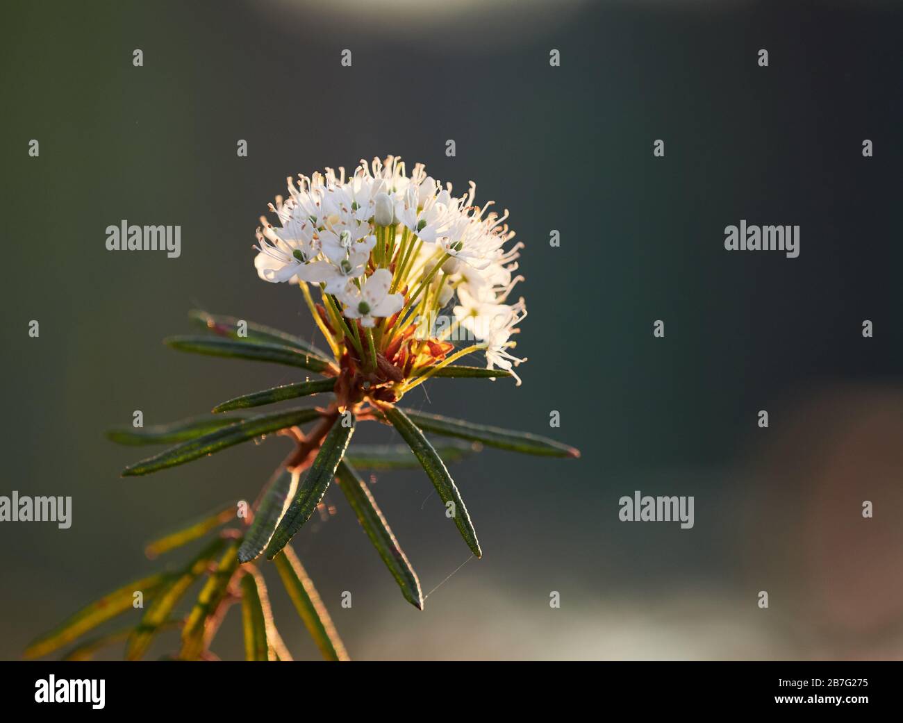 Gros plan du thé du Labrador marsh, Rhododendron Tomentosum plante en automne la lumière du soleil. Selective focus, arrière-plan flou. Banque D'Images