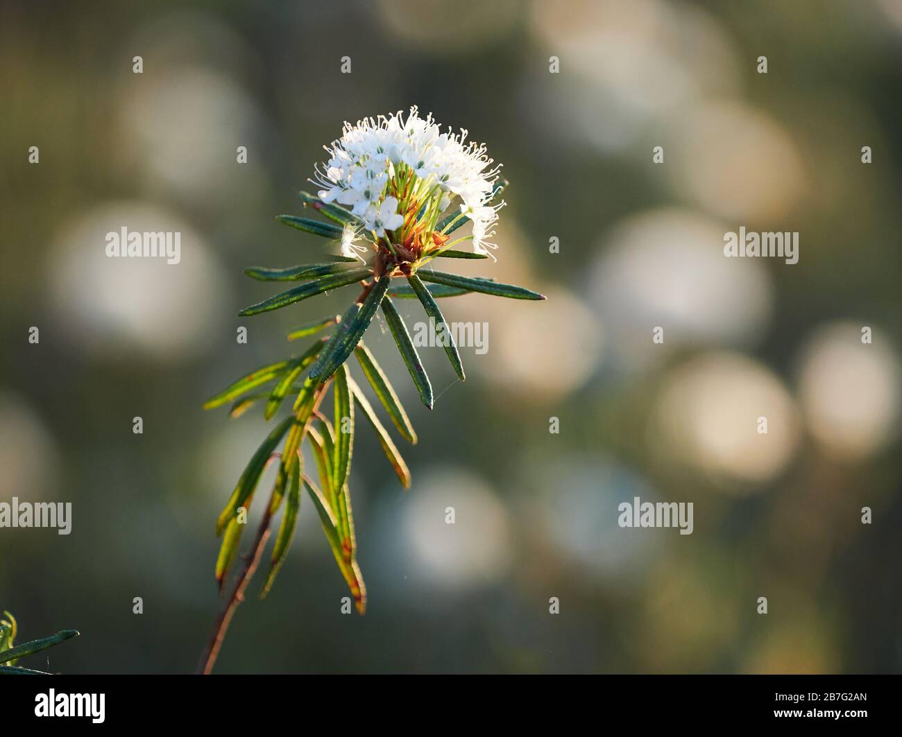 Gros plan du thé du Labrador marsh, Rhododendron Tomentosum plante en automne la lumière du soleil. Selective focus, arrière-plan flou. Banque D'Images