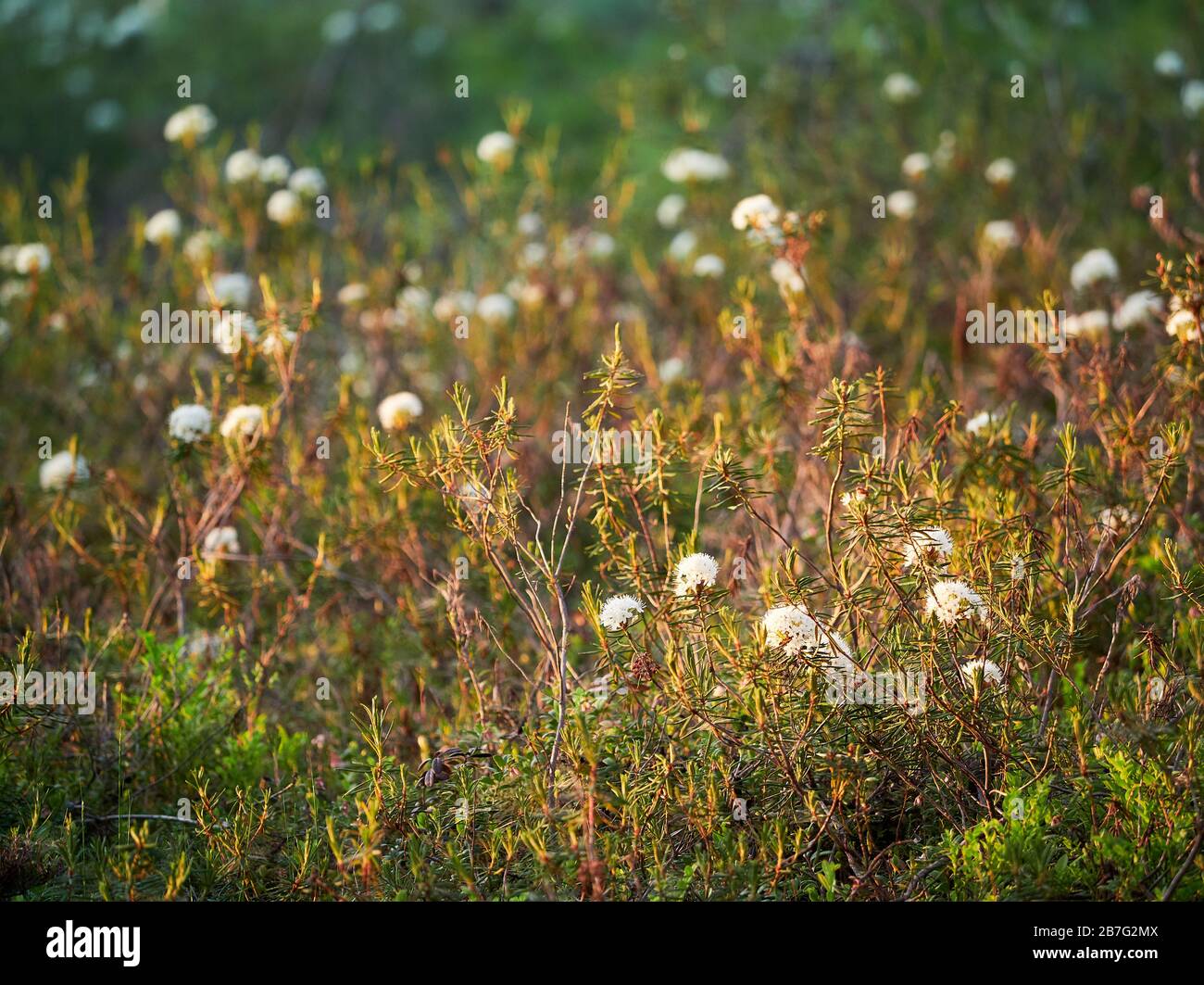 Marsh le thé du Labrador, Rhododendron Tomentosum plante en automne la lumière du soleil. Selective focus, arrière-plan flou. Banque D'Images