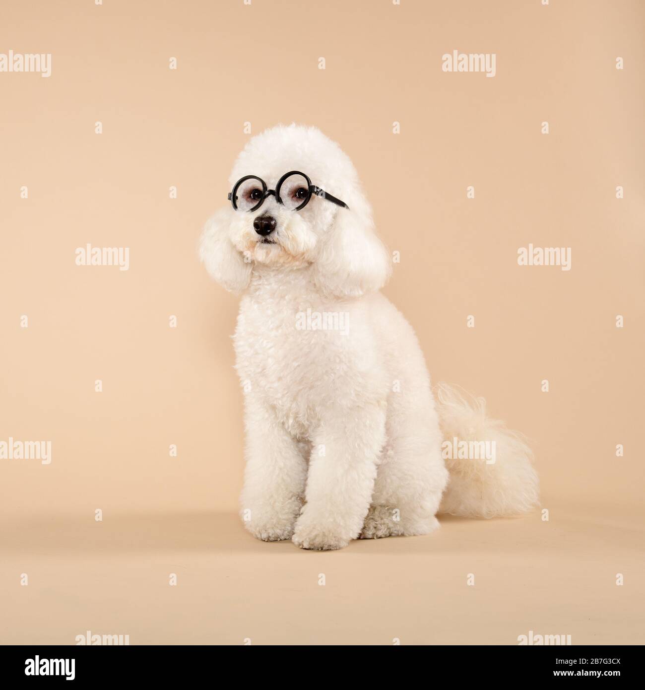 Joli caniche blanc doux portant des lunettes ou des verres assis obéissant regardant de côté sur un fond brun en format carré Banque D'Images