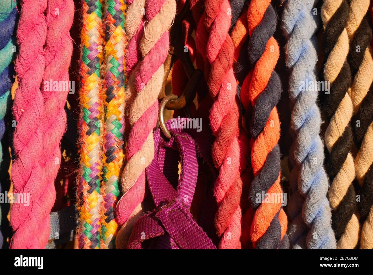 Cordes colorées utilisées pour le harnais de lamas Banque D'Images