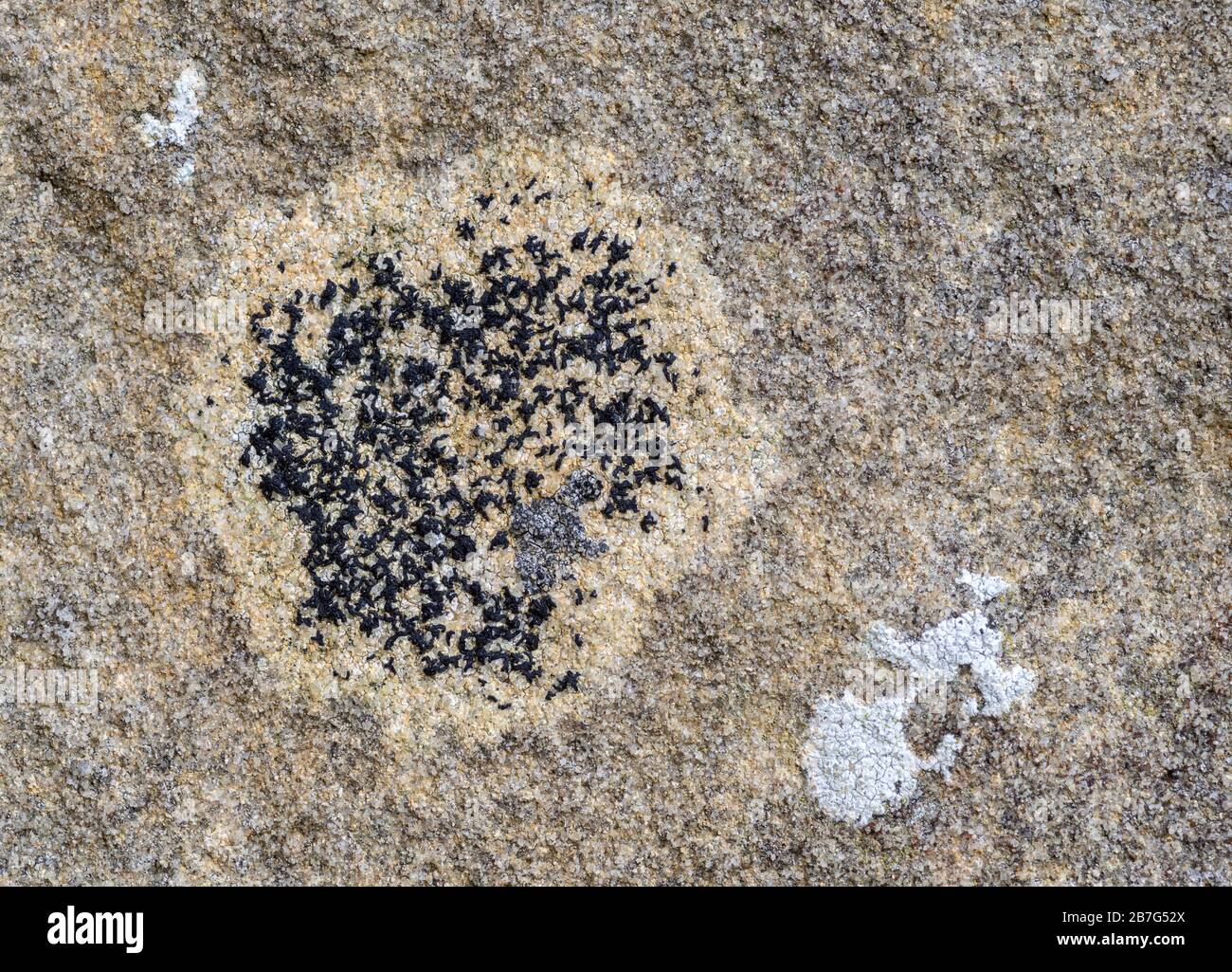 Opegrapha calcrea lichen sur le mur à l'abbaye de Jervaulx dans le Yorkshire Dales Banque D'Images