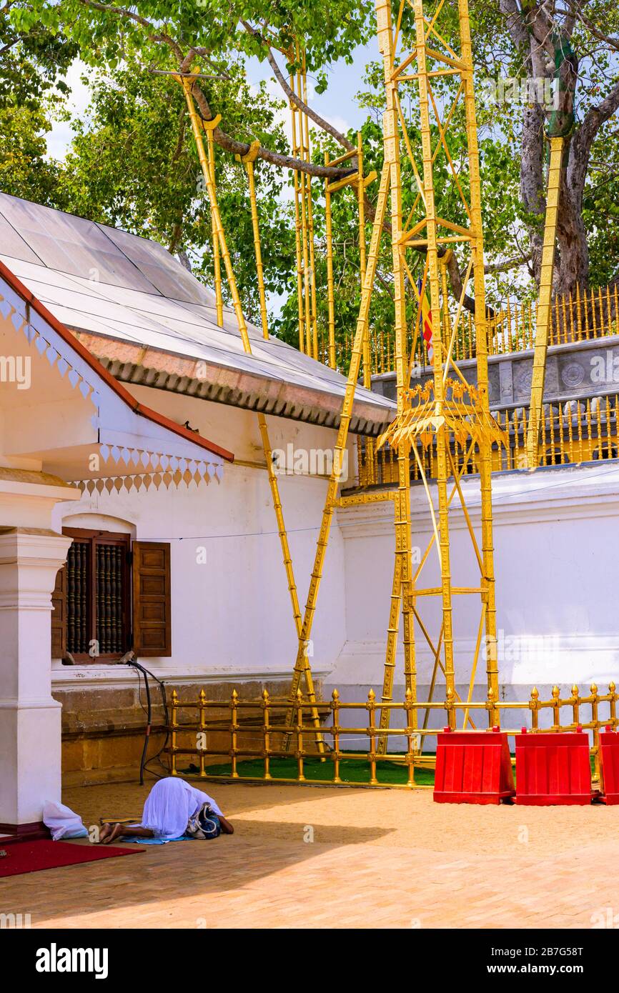Sri Lanka Triangle culturel Ceylan Anuradhapura Sri Maha Bodhi arbre temple complexe sanctuaire découpe originale 3ième siècle BC princesse Sanghamitta Banque D'Images
