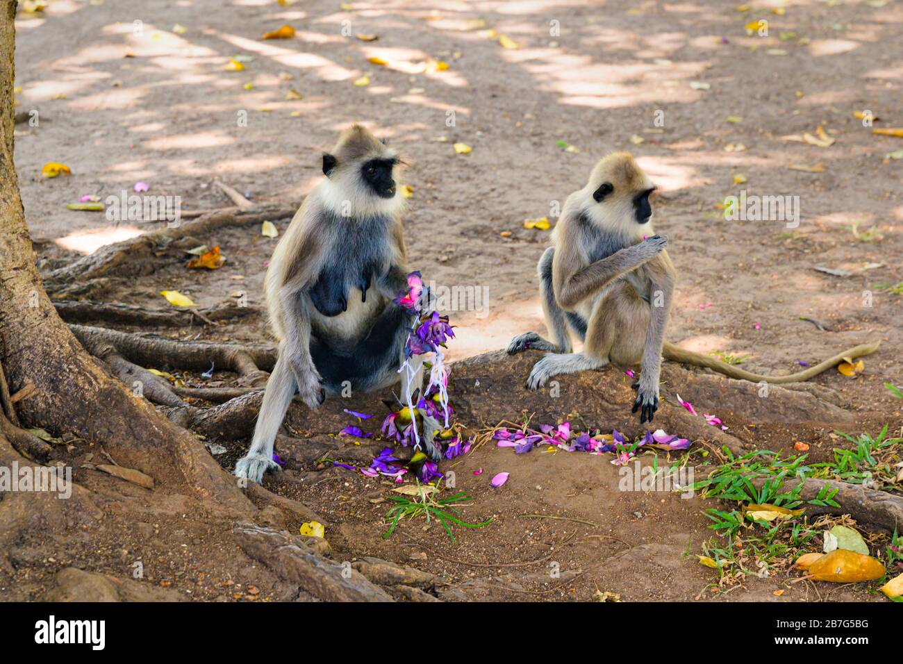 Sri Lanka Triangle culturel Anuradhapura Mahaseya Dagoba stupe pagode complexe singes de Langur Semnopithecus entellus mangeant des fleurs offrande florale Banque D'Images