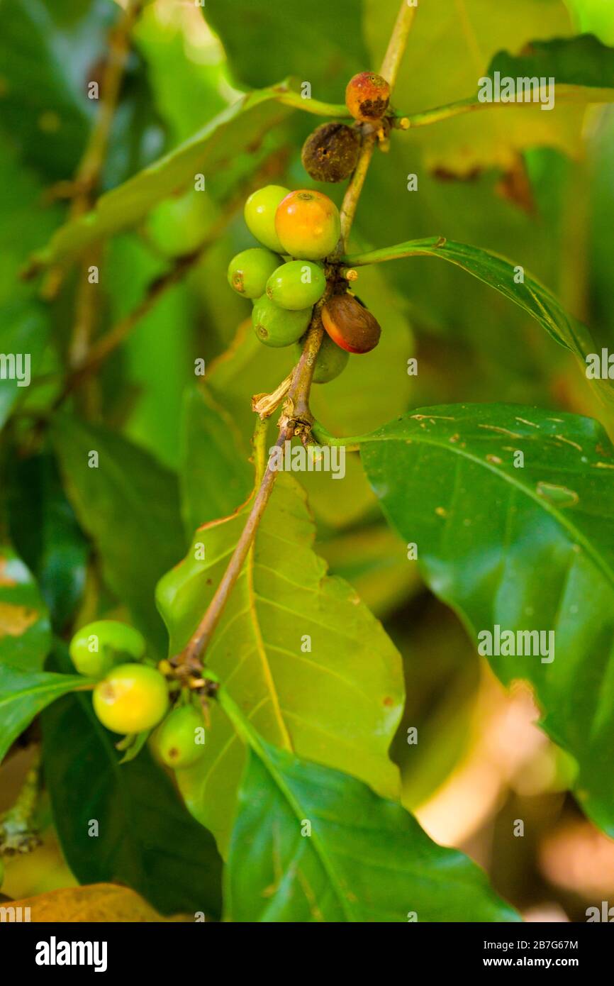 Asie du Sud Sri Lanka Ceylon Ranweli Spice Garden Kawudupella Matale café baies haricots buisson arbre branche feuilles Banque D'Images