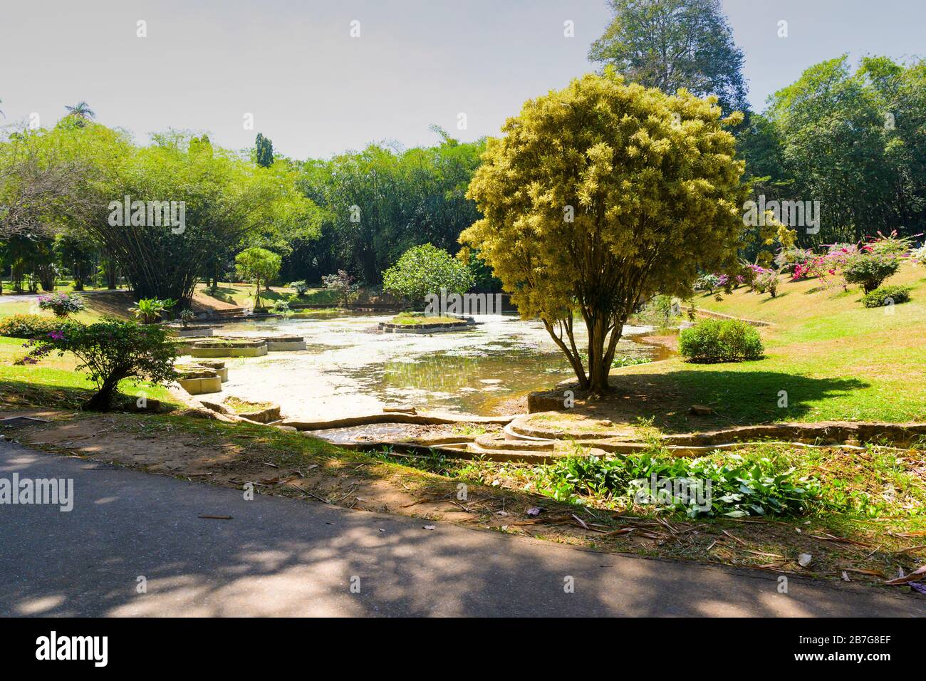 Asie du Sud Sri Lanka Royal Botanical Gardens Perradeniya a commencé 1371 étang forme de l'île de Sri Lanka collecte des plantes aquatiques arbres fleurs buissons Banque D'Images