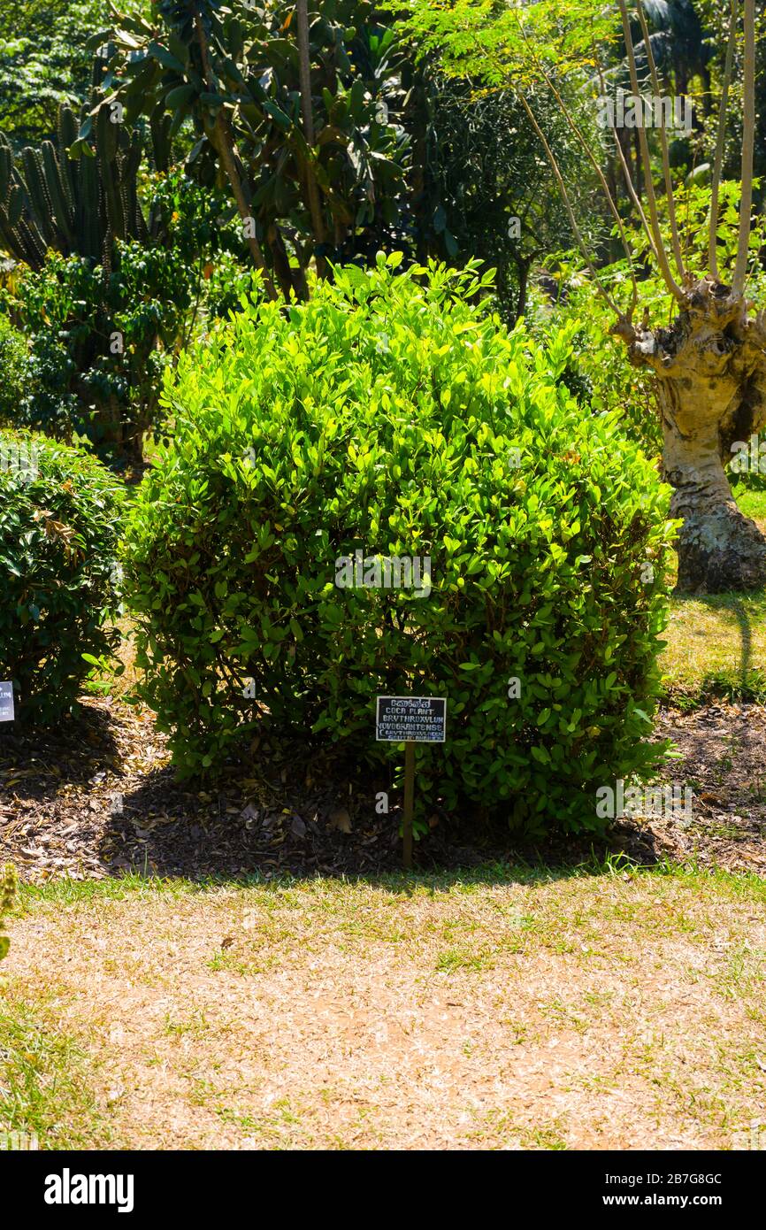 Asie du Sud Sri Lanka Royal Botanical Gardens Perradeniya a commencé 1371 usine de Coca d'Amérique du Sud Erythroxylum Novograntentense Erythroxylaceae Banque D'Images