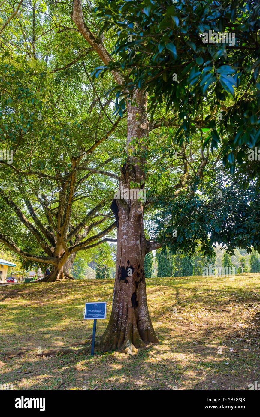 Asie du Sud Sri Lanka Jardins botaniques royaux Perradeniya a commencé 1371 cannelle arbre Cinnamomum Verum Lauraceae Premier ministre roumain Banque D'Images