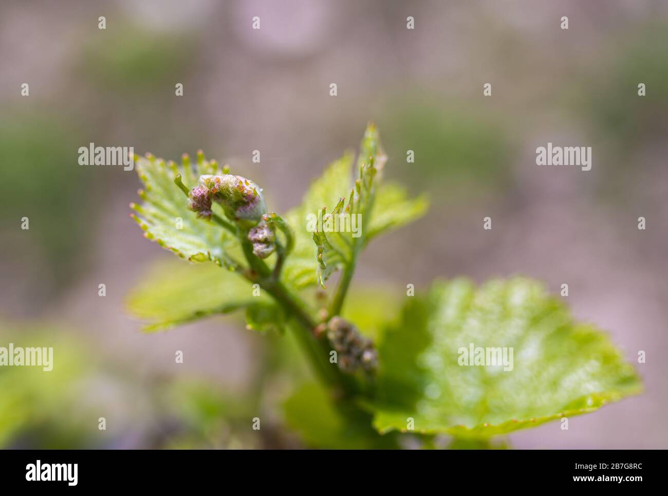 Une jeune inflorescence de raisins sur le gros plan de la vigne. Vigne avec de jeunes feuilles et bourgeons fleuissant sur une vigne de raisin dans le vignoble. Banque D'Images