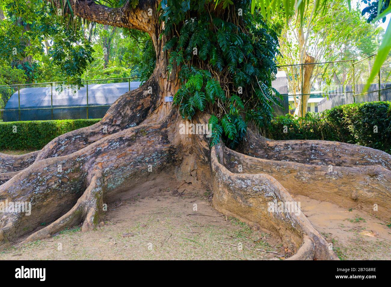 Asie du Sud Sri Lanka Jardins botaniques royaux Perradeniya a commencé 1371 le roi Wickramabahu Grand feuillus africain Bénin Sénégal acajou Khaya Grandifoliola Banque D'Images