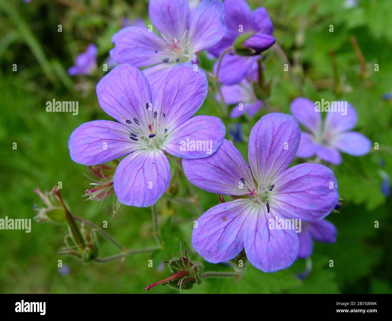 Des fleurs au milieu de l'été Banque D'Images