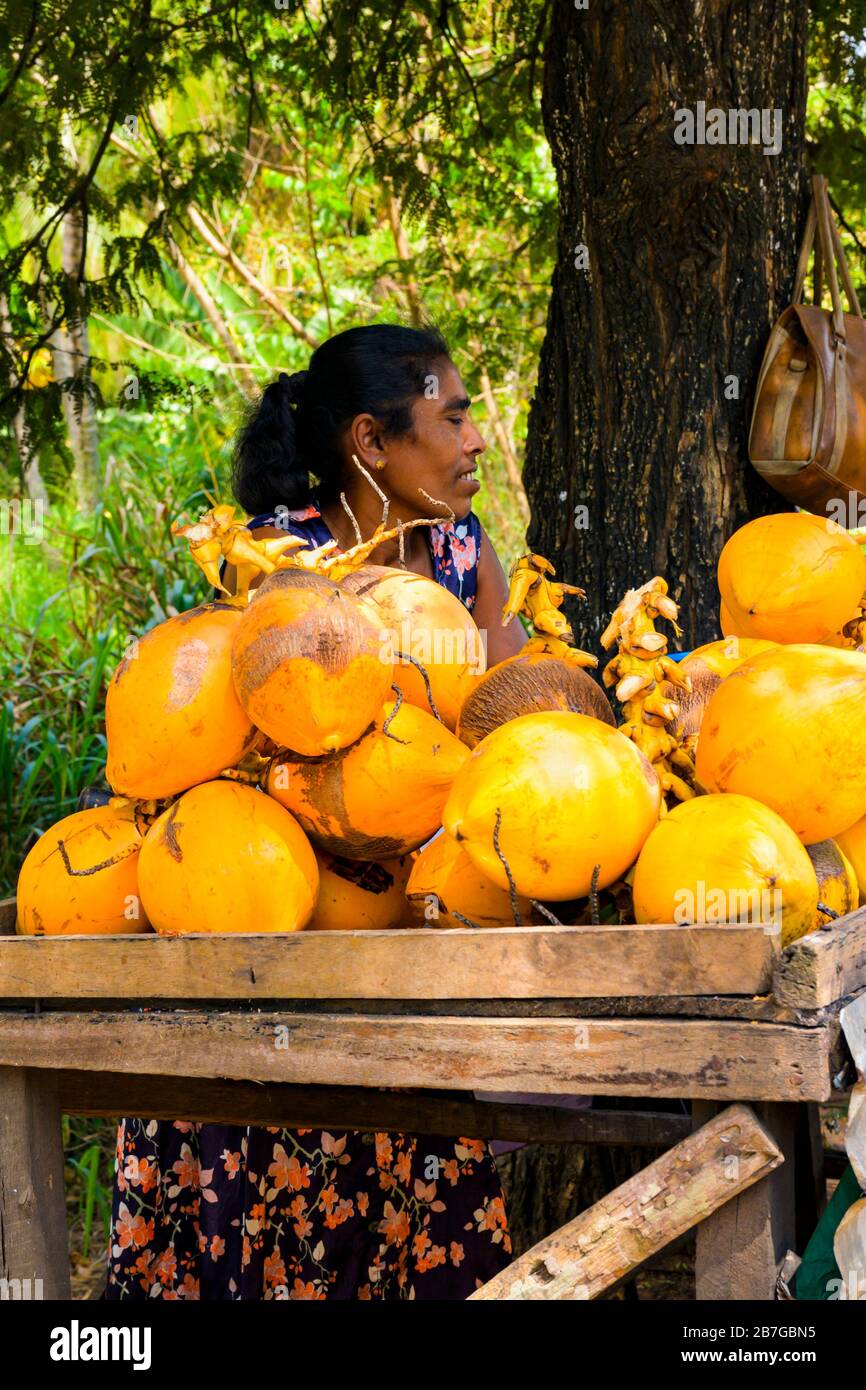 Asie du Sud Sri Lanka scène typique côté route des boissons fraîches de noix de coco jaune bois staller local dame vendeurs arbres Banque D'Images