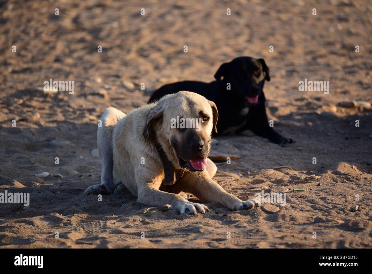 Chien de berger Kangal se reposant. Turquie Banque D'Images