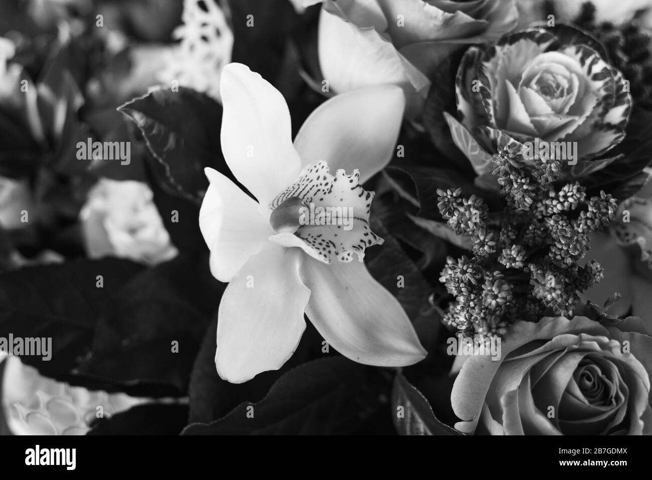 belle fleur naturelle d'orchidée Banque D'Images