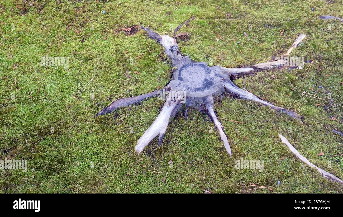 Une souche d'arbre avec des racines se propageant dans l'herbe verte qui l'entoure. Banque D'Images