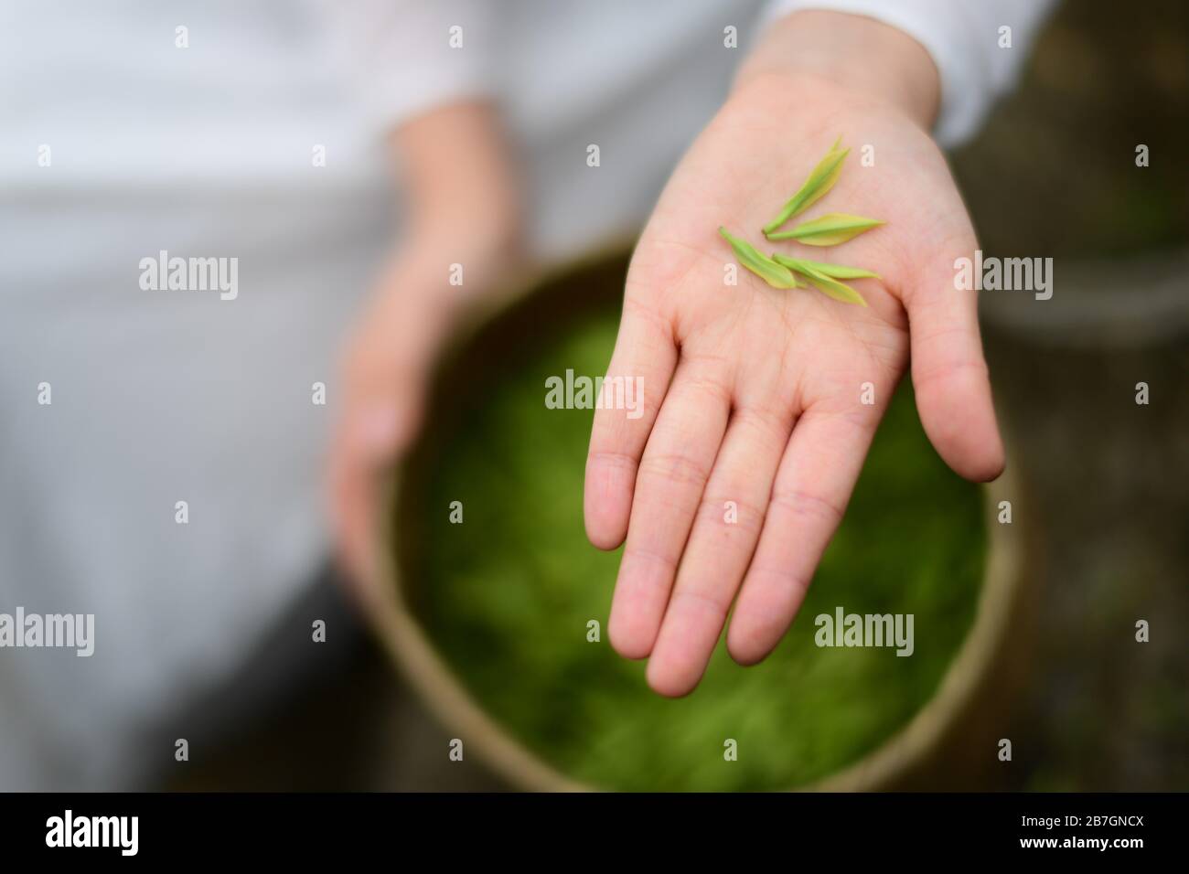 Yuqing, province de Guizhou en Chine. 16 mars 2020. Un personnel montre des feuilles de thé dans un jardin de thé du comté de Yuqing, Zunyi City, dans la province de Guizhou, au sud-ouest de la Chine, le 16 mars 2020. Les agriculteurs locaux ici ont été occupés à cueillir récemment des feuilles de thé printanier dans le cadre de mesures visant à empêcher la propagation de nouveaux coronavirus. Crédit: Yang Ying/Xinhua/Alay Live News Banque D'Images