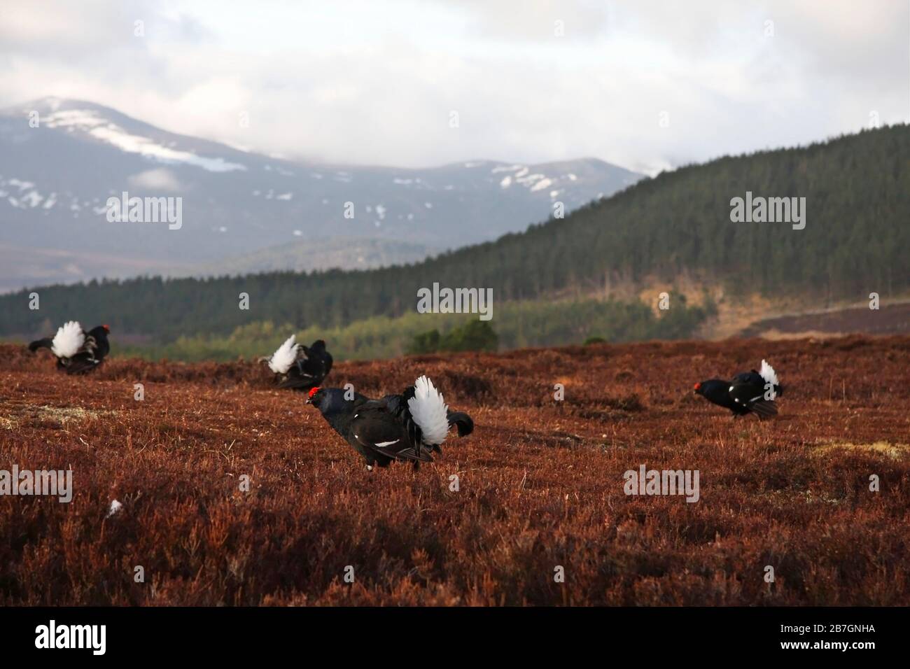 TÉTRAX DE TÉTRAS (TETRAO) à une lek de haute moorland, Écosse, Royaume-Uni. Banque D'Images