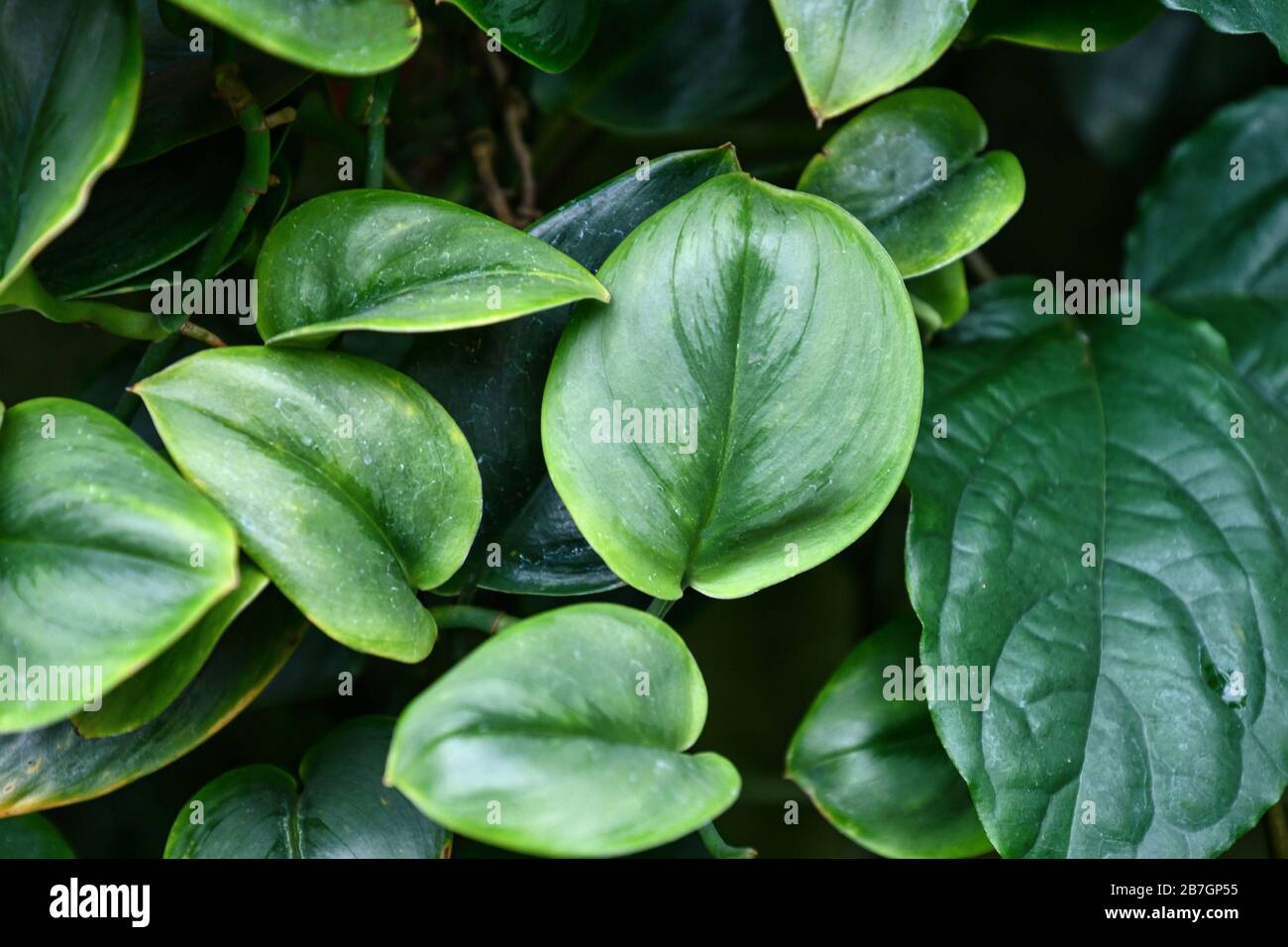 La maison tropicale 'Scindapsus Treubii Moonlight' donne des feuilles de plantes avec des inscriptions argentées légères Banque D'Images