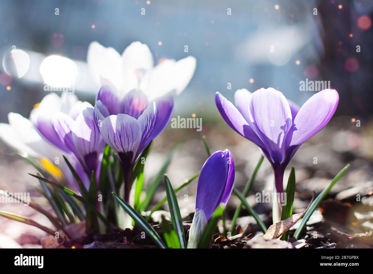 Crocuses de printemps multicolores en plein air tôt le matin. Fleurs printanières dans l'herbe avec bokeh léger. Fleurs printanières arrière-plan. Banque D'Images