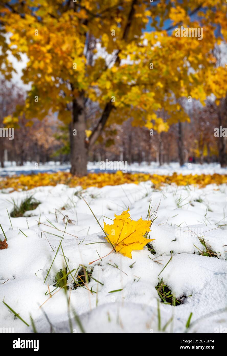 Feuille d'érable jaune sur la neige au parc d'automne Banque D'Images