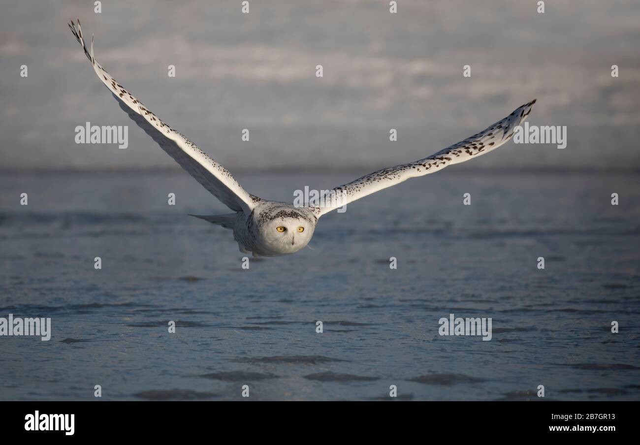Chouette enneigée (Bubo scandiacus) en vol de chasse au-dessus d'un étang couvert de glace à Ottawa, Canada Banque D'Images