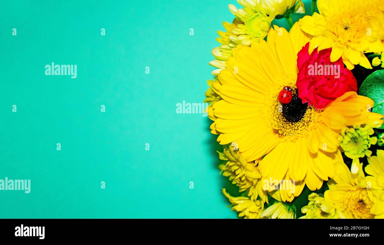Bouquet de belles gerberas et chrysanthèmes jaunes avec œillets rouges et coccinelle. Bannière fleurie à la menthe fraîche. Banque D'Images