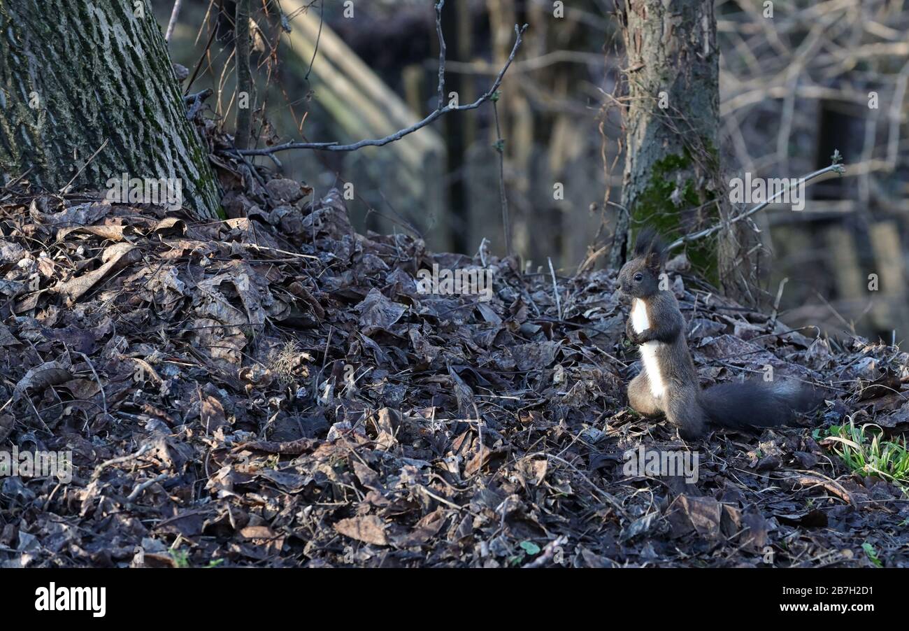 Un écureuil gris foncé ou noir maintient l'écrou dans la forêt Banque D'Images