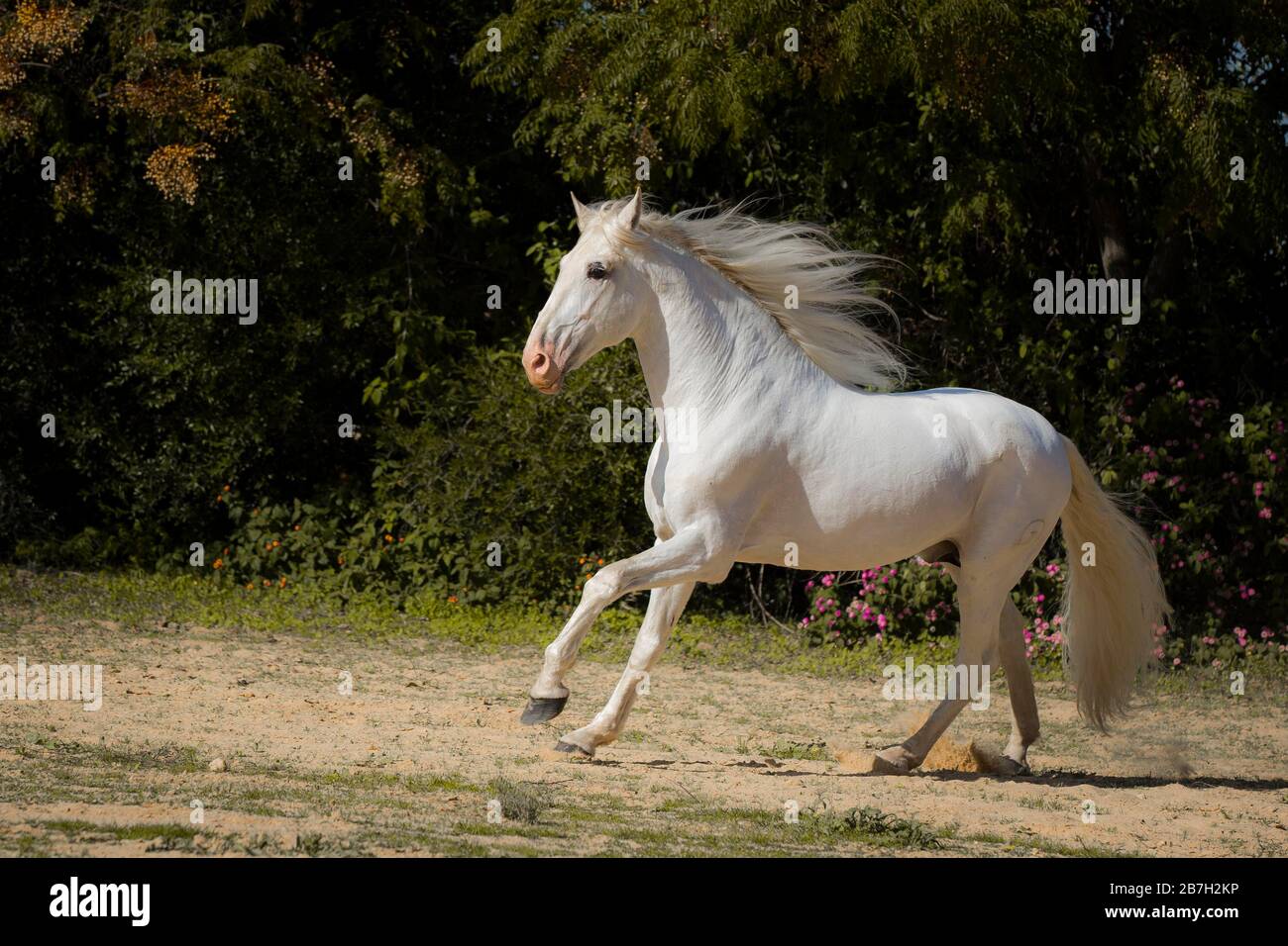 L'étalon gris espagnol en déplacement, Andalousie Banque D'Images