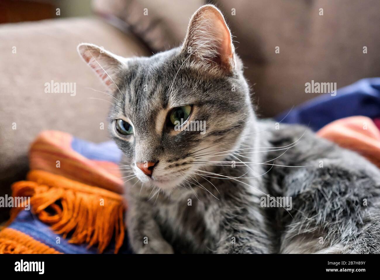 Le chat regarde loin. Animal malade. Chat fatigué. Banque D'Images