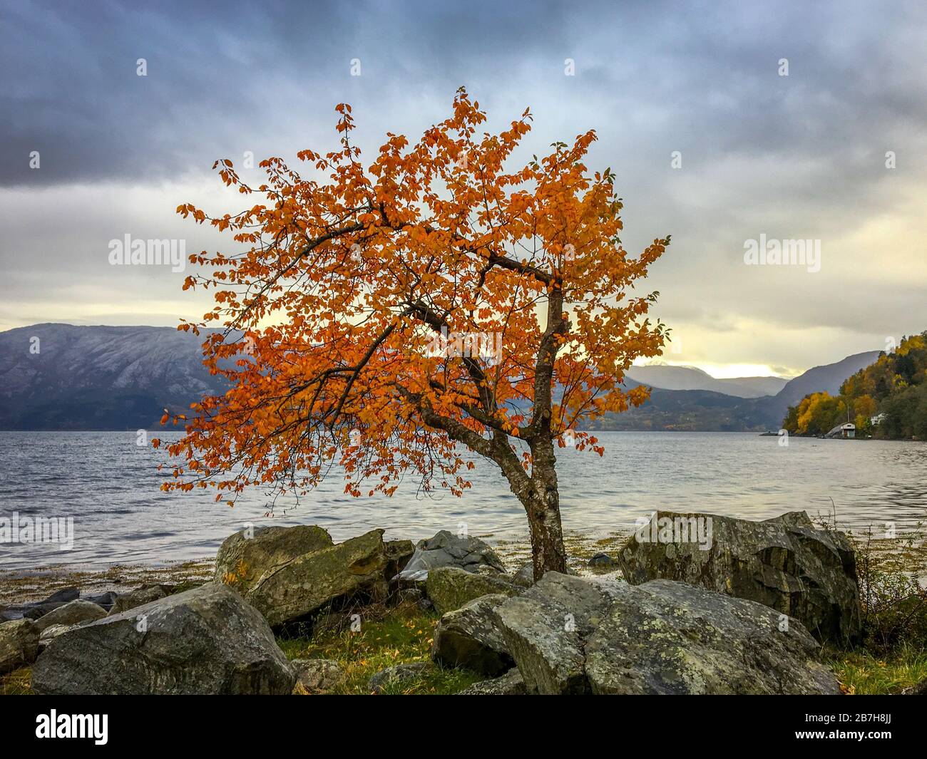 arbre rouge par le fjord Banque D'Images