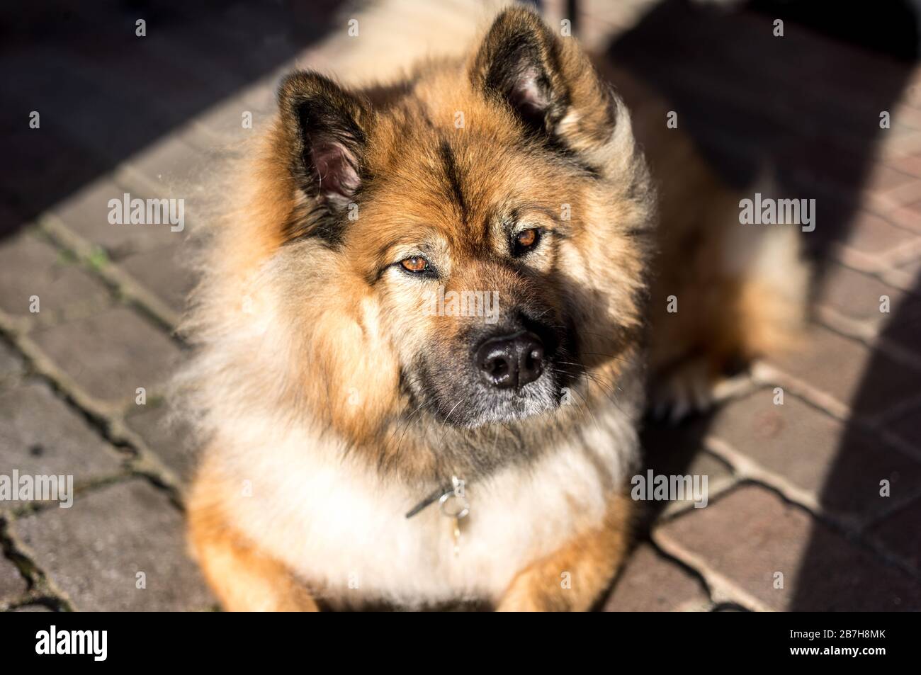 Eurasienne chien Banque D'Images