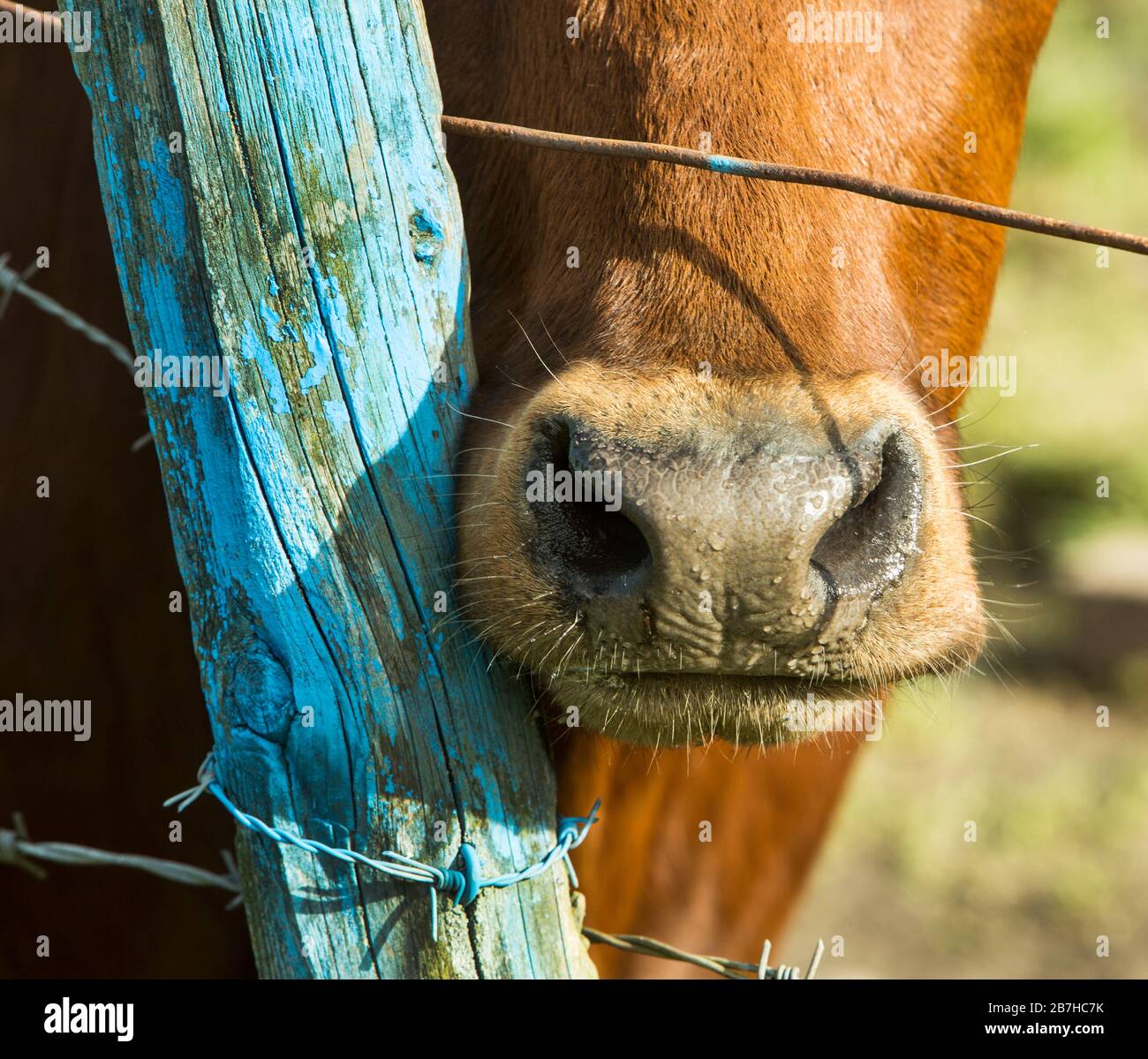 Gros plan sur un museau de vache à poil rouge à côté d'un poteau de clôture bleu qui s'écaille et d'un fil barbelé par temps ensoleillé Banque D'Images