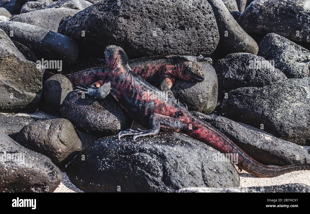 Deux grands iguanes se bronzent ensemble sur des rochers le long de la côte des îles Galapagos, en Équateur Banque D'Images