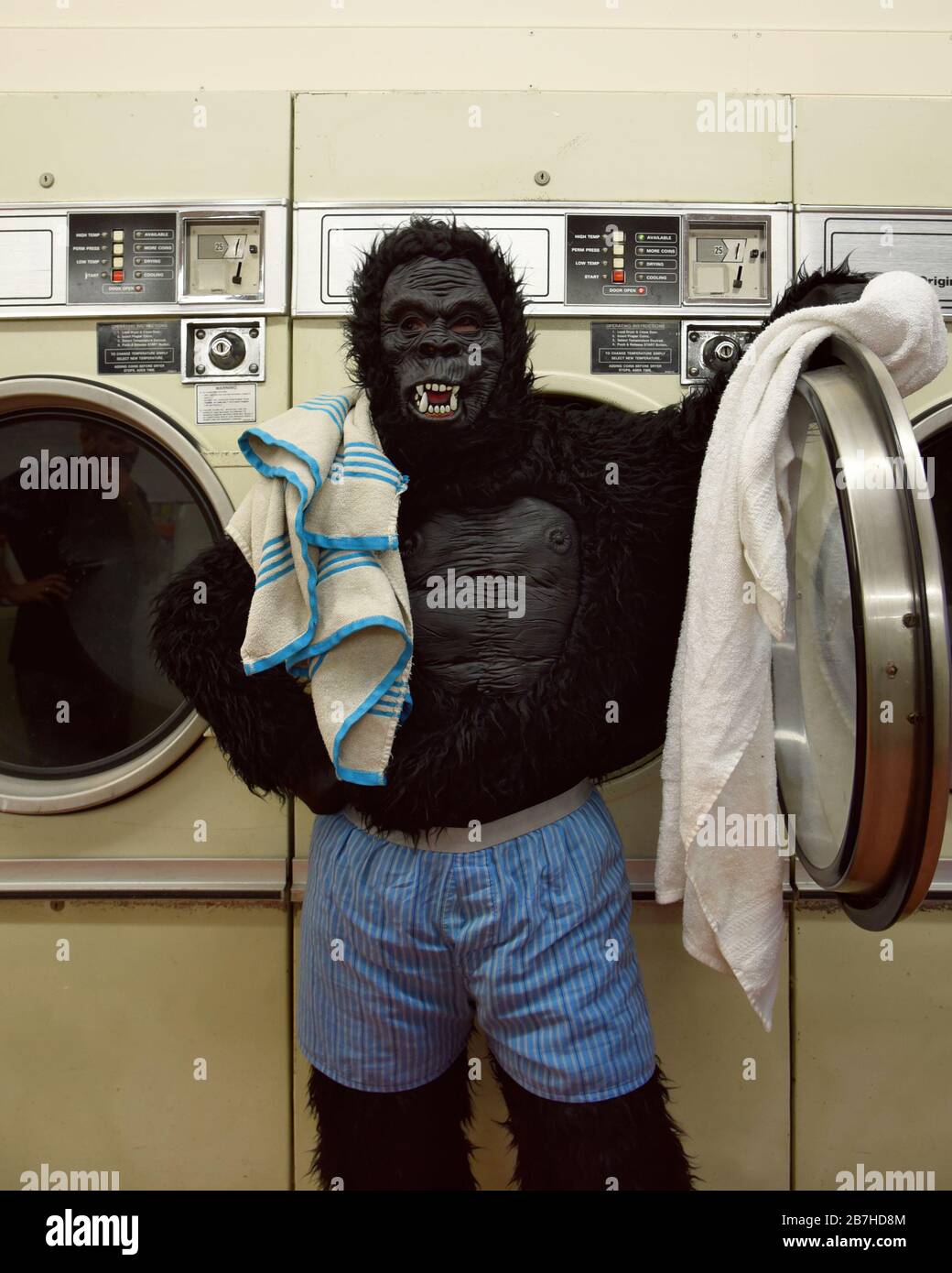 Une personne dans un costume de gorille est debout à une laverie automatique portant des boxers lavant des serviettes pour un concept drôle de responsabilité. Banque D'Images