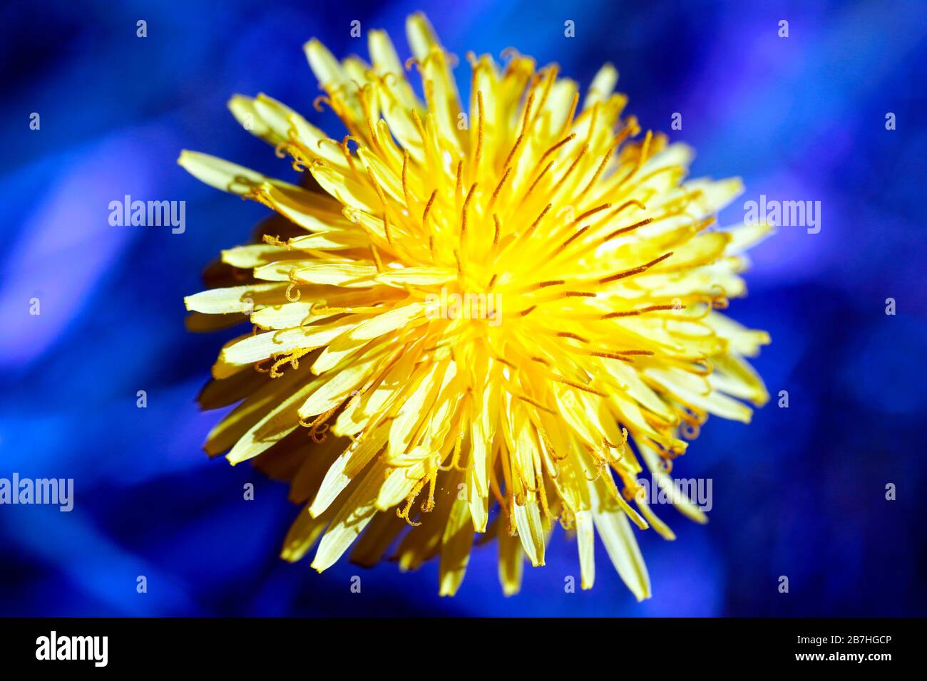 Jaune Dandelion gros plan sur le fond bleu. Printemps 2020. Gros plan - macro-photographie. Banque D'Images