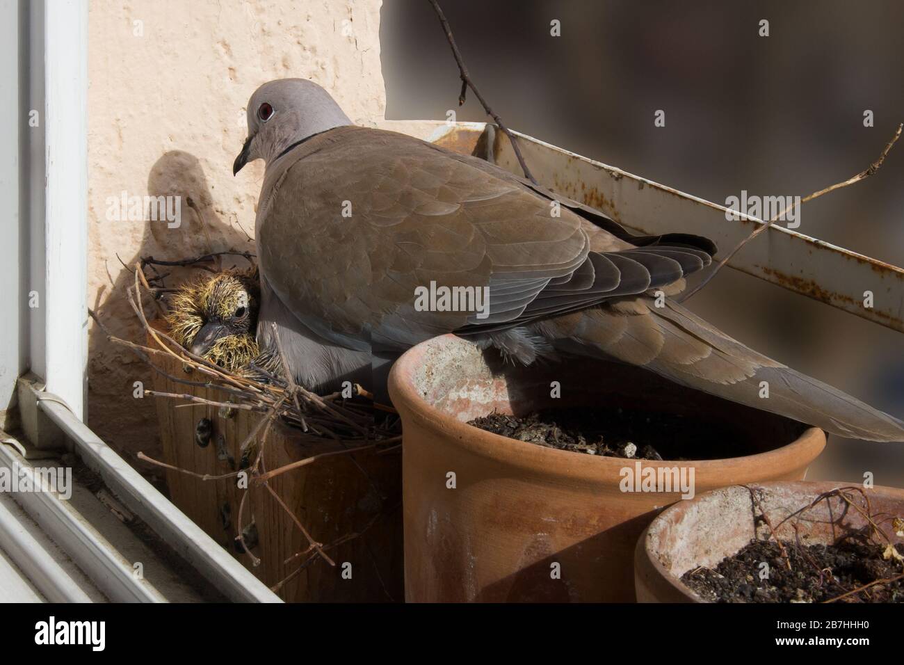 Dove niche dans un pot de fleurs sur le seuil de la fenêtre avec un nid de sept jours. Dove eurasien, Streptopelia décaocto. Photo couleur. Banque D'Images