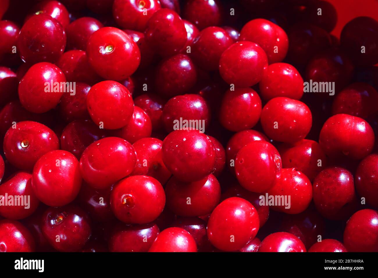 cerises rouges fraîchement cueillies dans un seau Banque D'Images