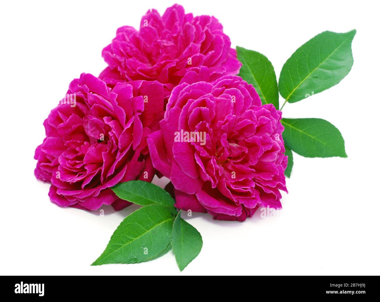 Fleur rose rouge isolé sur fond blanc Banque D'Images