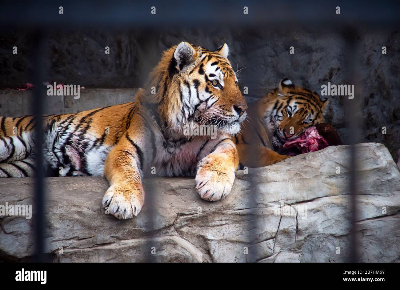 Les deux tigres royaux du zoo. Banque D'Images