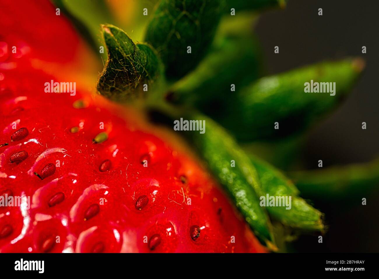 Fraise en photo macro, prise à la maison. Banque D'Images