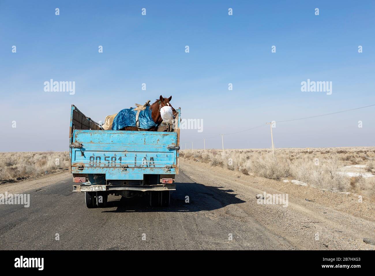 Chevaux transportés en camion, transport de chevaux sur la route entre Khiva et Boukhara, désert de Kyzylkum, Ouzbékistan Banque D'Images