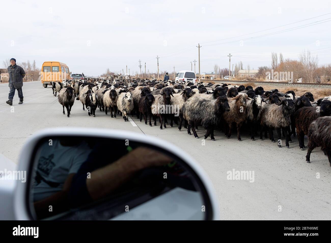 Troupeau de moutons, berger, ânes et chiens de brebis au milieu d'une route en Ouzbékistan Banque D'Images