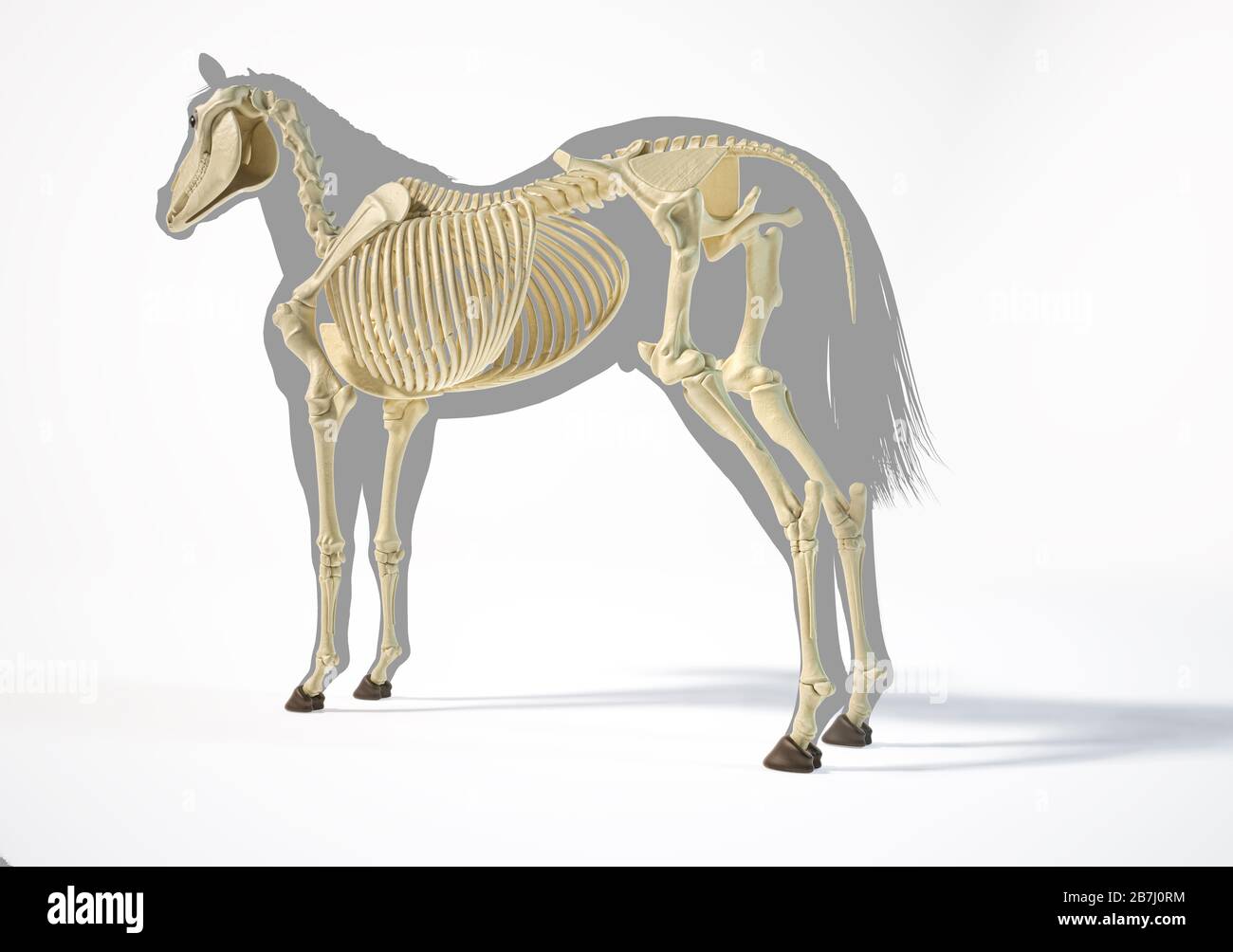 Anatomie du cheval. Système squelettique sur silhouette grise, perspective arrière latérale sur fond blanc. Chemin d'écrêtage inclus. Banque D'Images