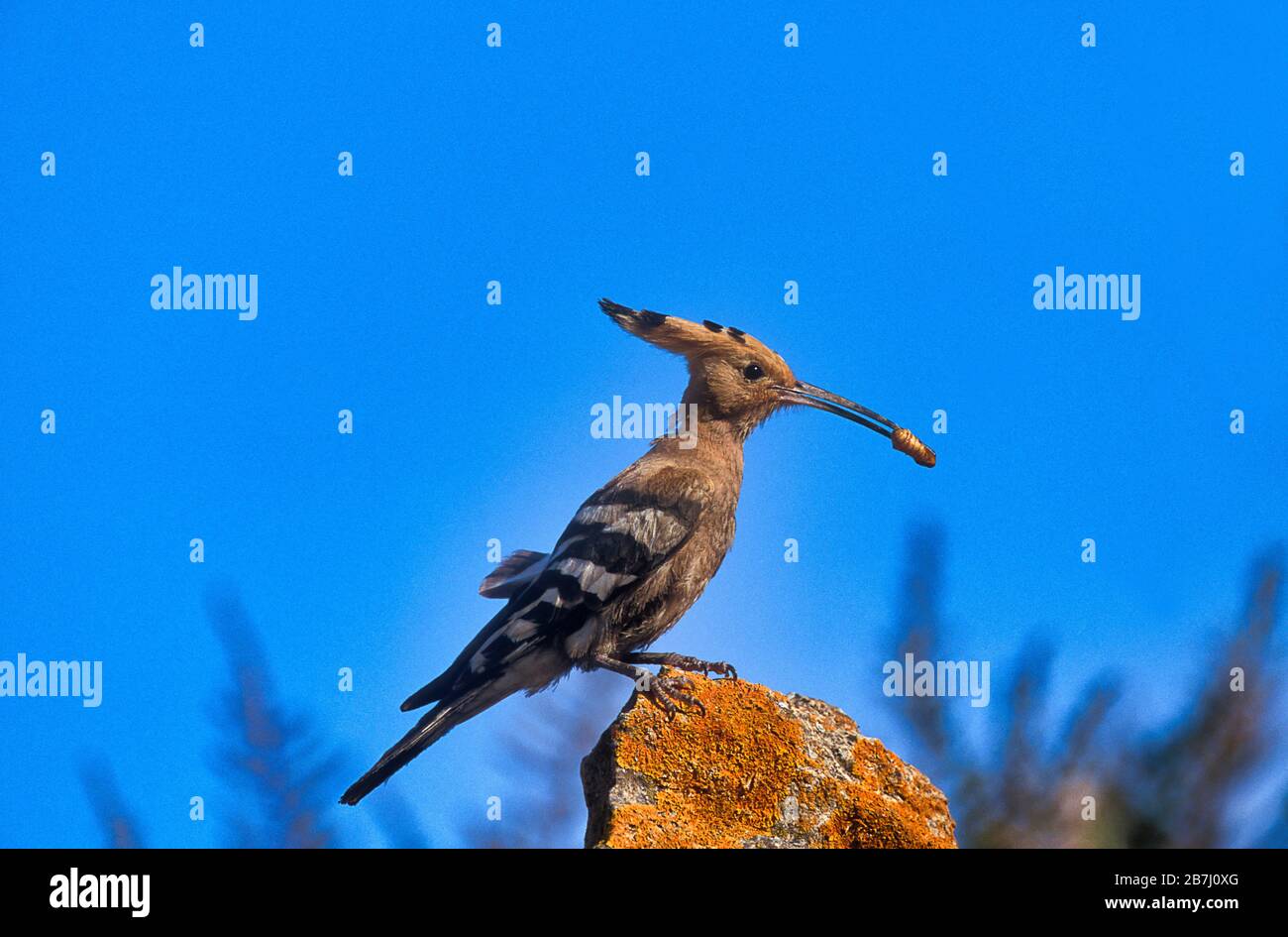 Hoopé eurasien, épops d'Upupa, Lesvos, Grèce, perché avec un bug dans le bec sur la roche mossy Banque D'Images